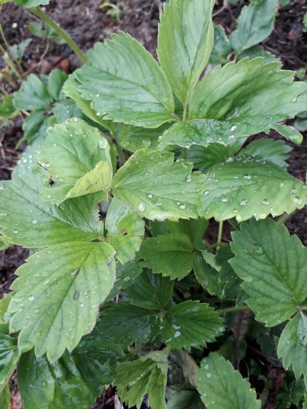 ��� ����������� �������� � ������: ������ ��� ���������