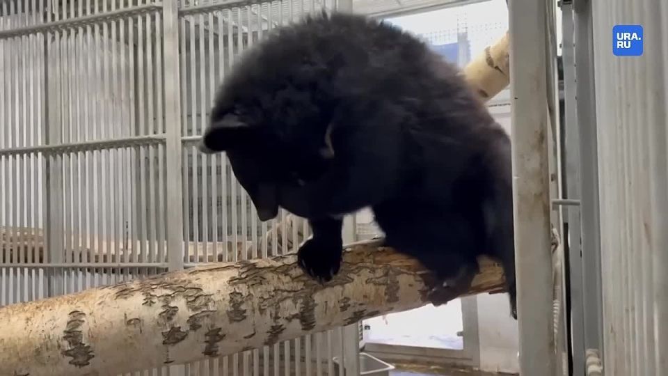 ������� � �������� �������� ���������� ����� ������ ������