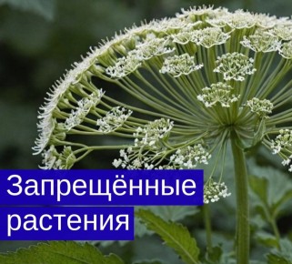 � ������ ������������ ������� �� �������� �� ���������� � 1 ����� 2026 ����