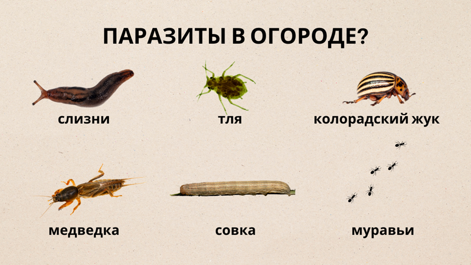 Эффективные методы борьбы с вредителями в огороде для щедрого урожая