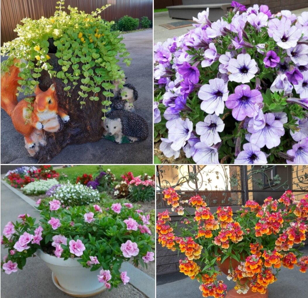 Как выбрать идеальное место для цветов: кашпо или грунт?