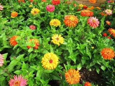 Цинния: советы по выращиванию и времени посева для новичков