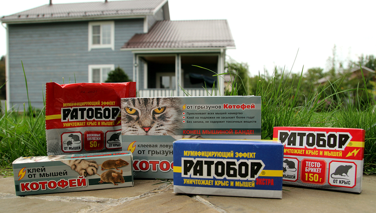 Что эффективнее против мышей: приманки или клеевые ловушки?