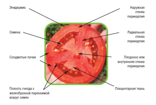 ��� �������� ����� �������: ��������� �������� ���������