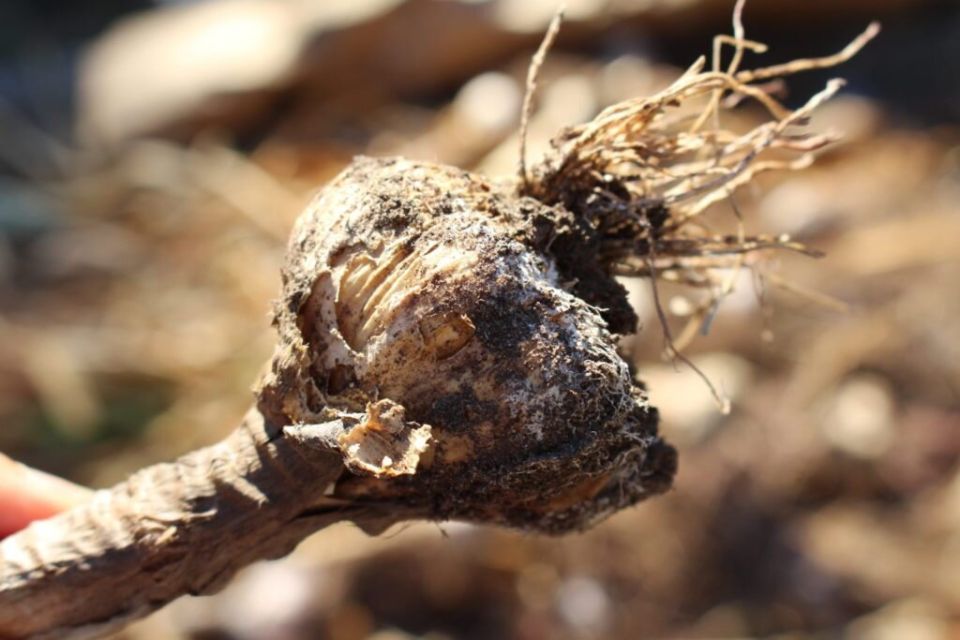 ������ ������ �� ������� ���������: �������� ������� � ������������