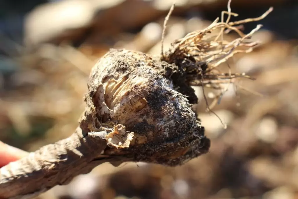 Почему чеснок на грядках загнивает: основные причины и рекомендации