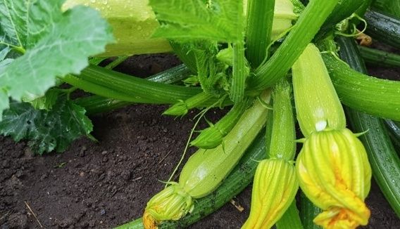 ���������� ��������: ��������� ����� ��� ������� �����