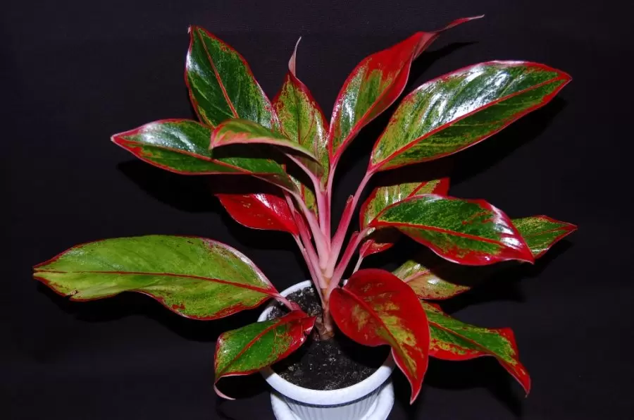 Погружение в мир аглаонемы: виды, сорта и уход