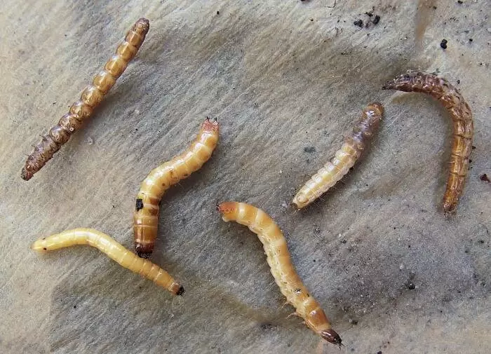 Как успешно справиться с дротянкой: экологические и эффективные методы