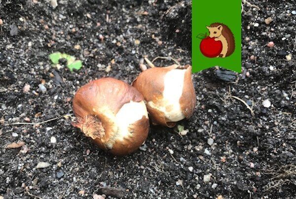 ����� � ��� ��������� ������ ��������: ������ ��� ����������