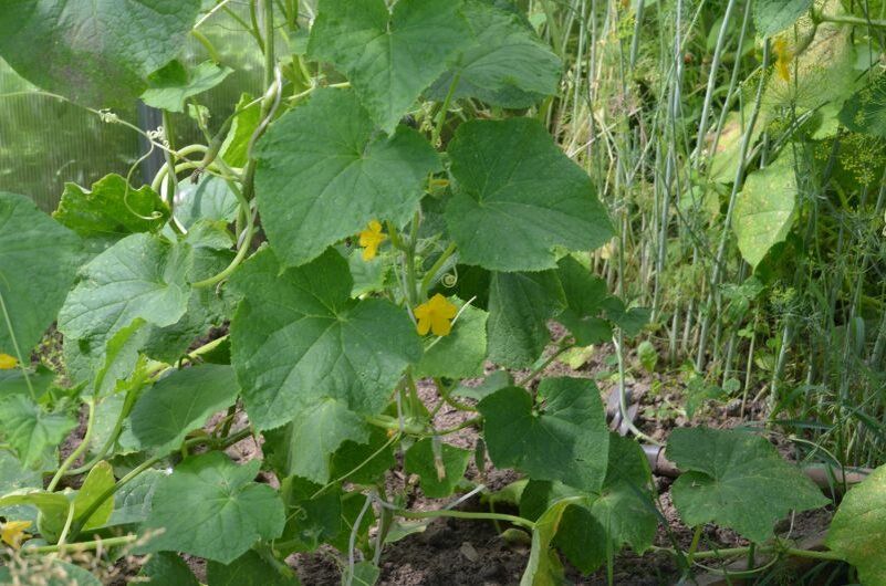 ������������ ������� � �������: ��� ������� ��� �������� ������