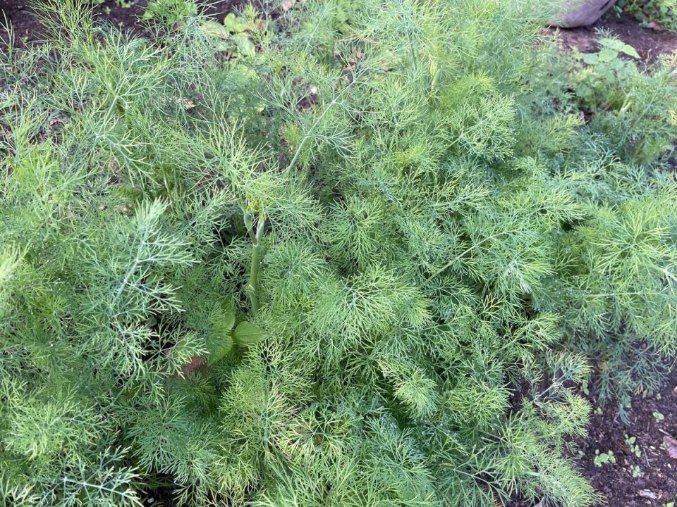 ������� �������� ������� ������: �� ���������� �� ����� ������