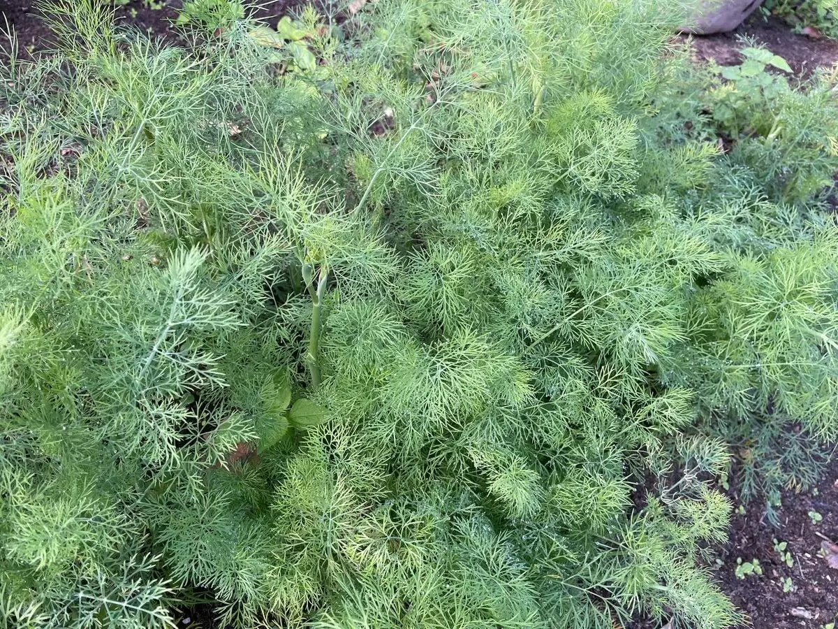 Секреты успешной посадки укропа: от подготовки до сбора урожая