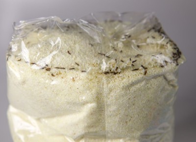 ��� �������� ������� � ������� � ����: ��� ���������������� ��������