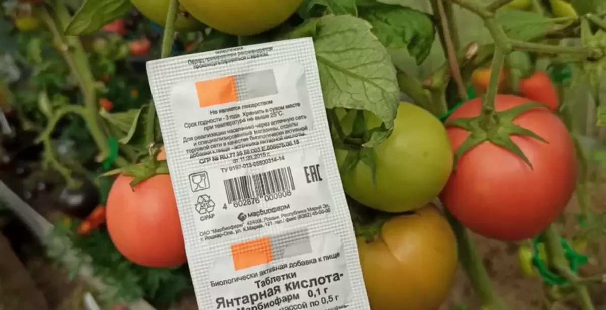 Как вырастить помидоры-гиганты с помощью янтарной кислоты