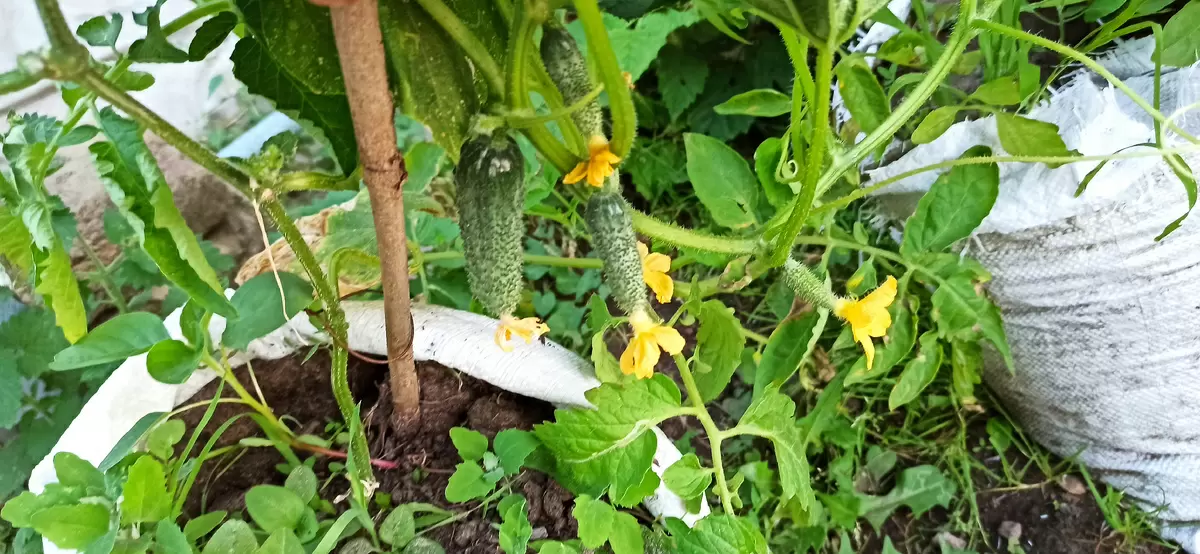 Как управлять поливом огурцов в июле и сохранить урожай до октября