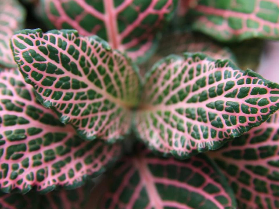 �������� ��������: ��� ������ ������� � ����� � ��� ��������