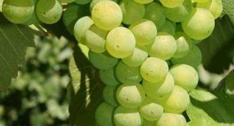 �������� ����������: ����� ������� ����� ������������