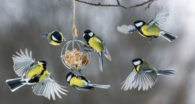 ��� ��������� ������� ����: ������ ����������