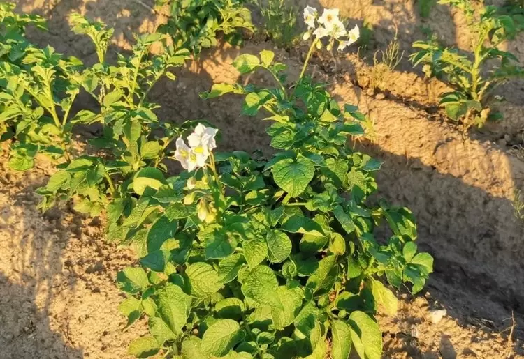 ПЦР-диагностика: ключ к здоровому урожаю картофеля