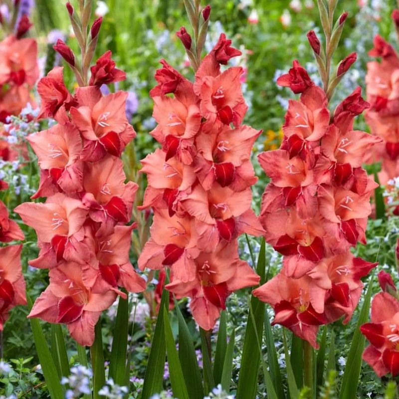 ����������, ������� ������� ���� ������ � ���� ������