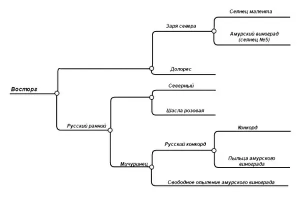 Виноград Восторг: впечатляющее наследие селекции и его популярность
