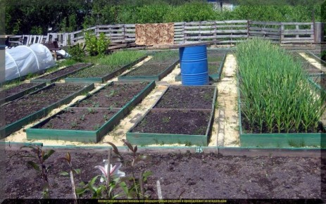 В середине июля: что произвести на освободившихся участках для осеннего богатства