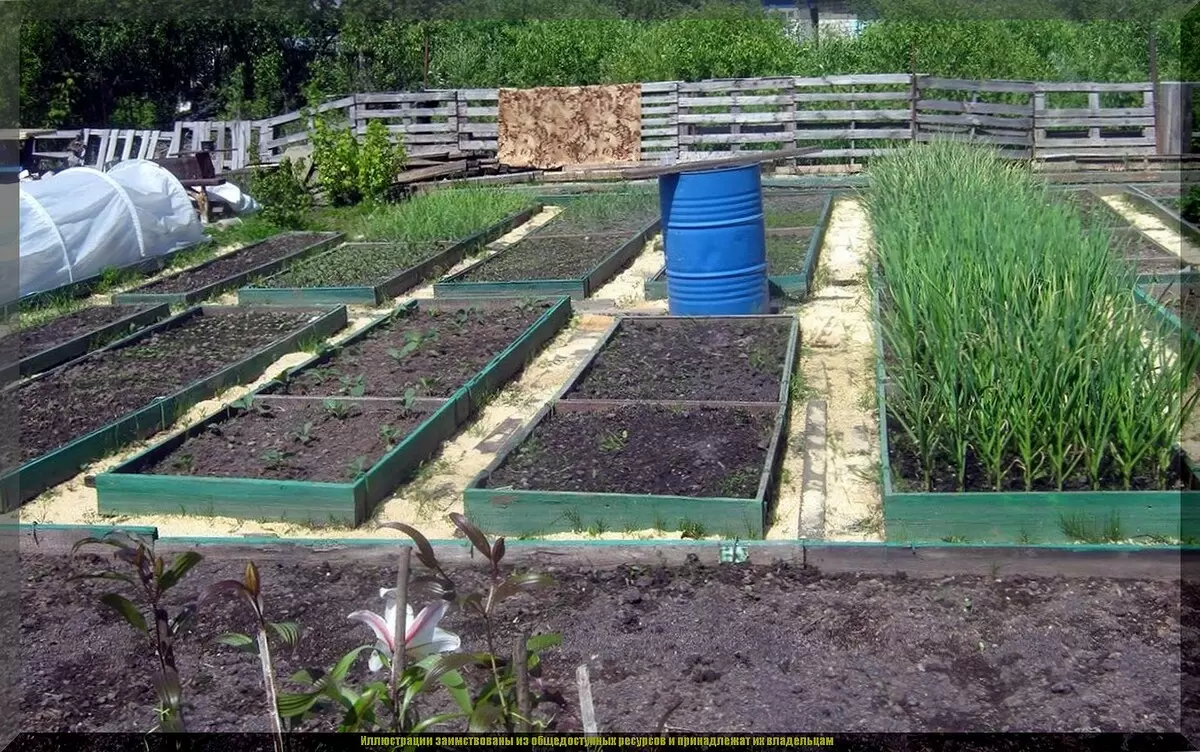 В середине июля: что произвести на освободившихся участках для осеннего богатства
