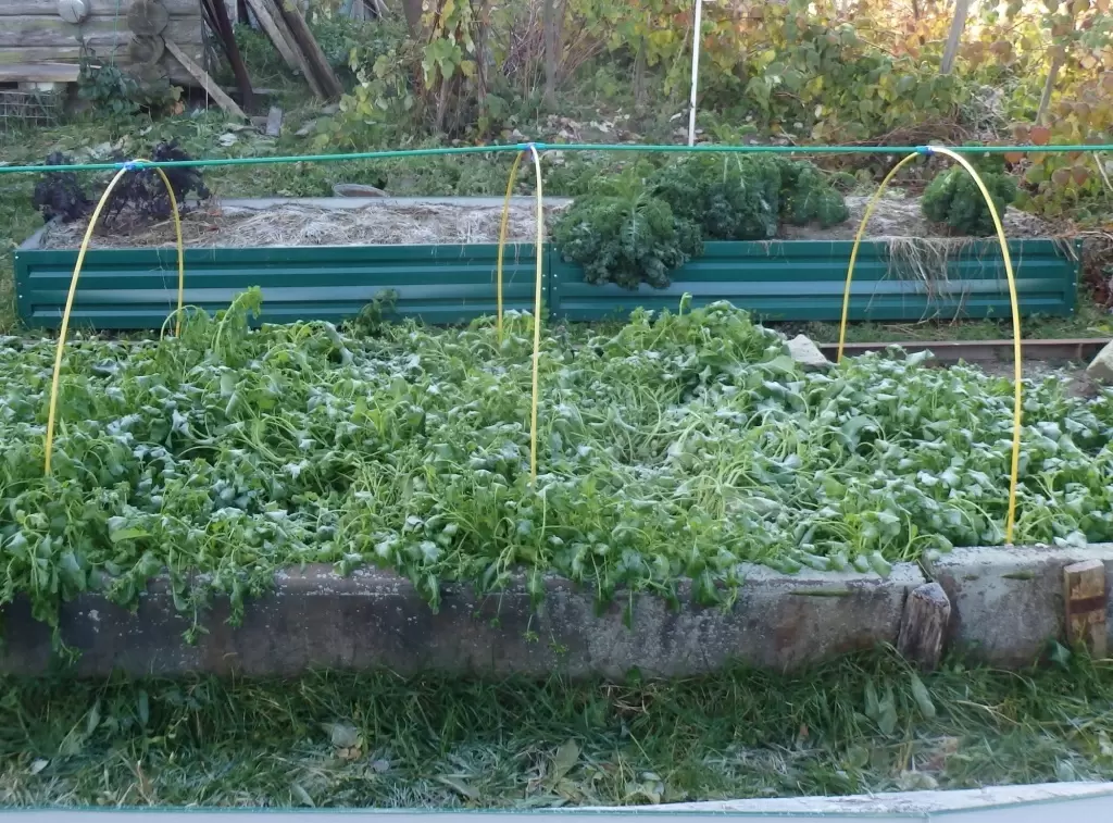 Как не потерять урожай в дождливый август и холодный сентябрь