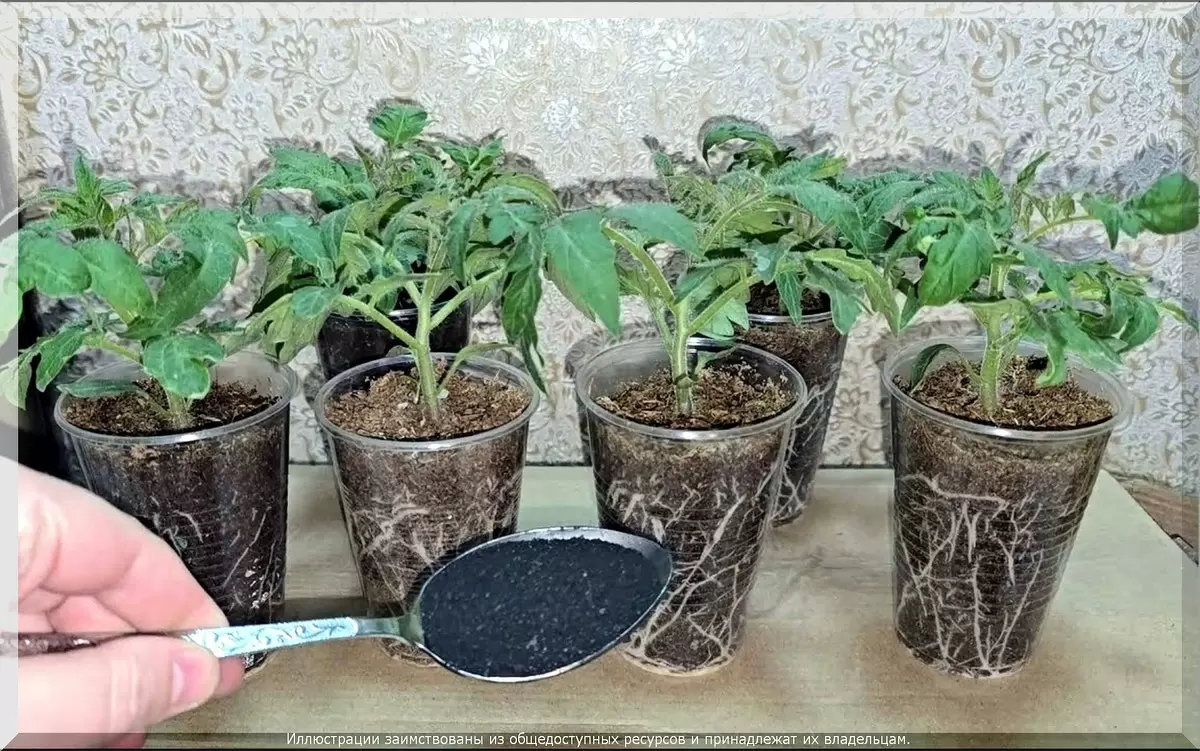 Секреты успешной рассады: от проблем до решений для начинающих огородников