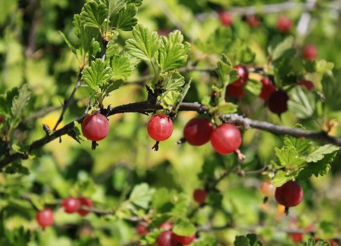 ��� ��������� ������� ���������: ������ �������� ��������