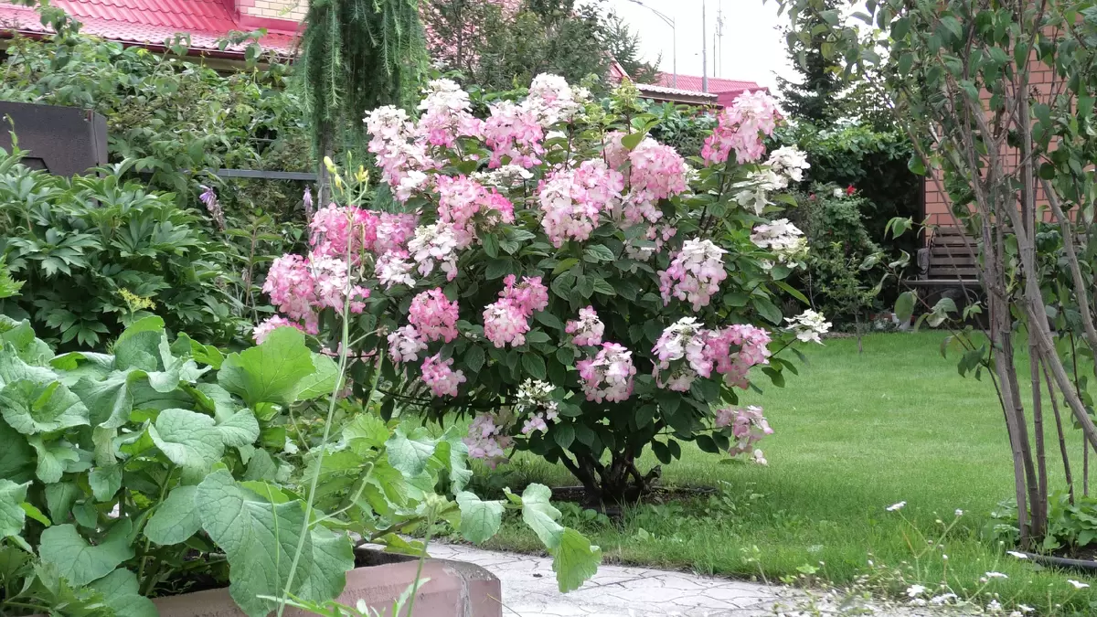Гортензии, которые не нуждаются в опоре: лучшие сорта для вашего сада