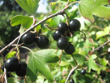 ������� ��������� � ����������: ��������� ��� ������ ����