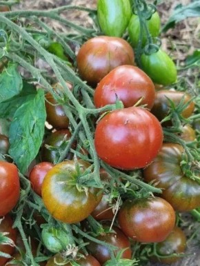 Томат Альянс: спокойный взгляд на устойчивый урожай в любых условиях