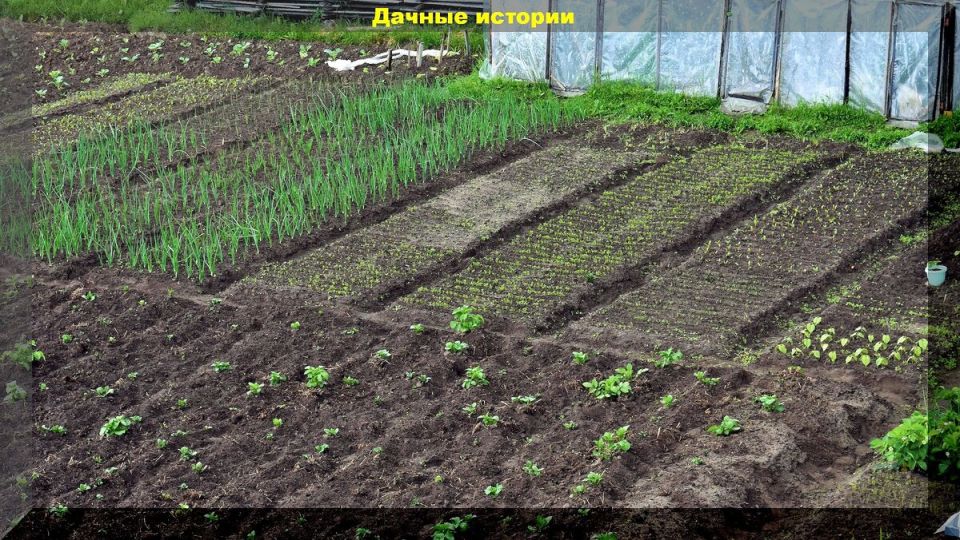 ��� ��������� ���������� � ��������� �� ���������� ���������� � ���: ������ � �������� �������