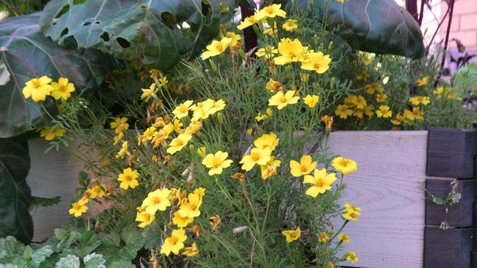 ������������ ���������: �����������, �����������, ������������