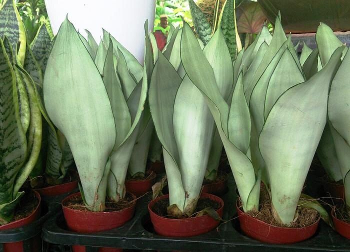 ���-5 ��������� �������� ��� ����������: ��� ������� ������ ������ � ��������