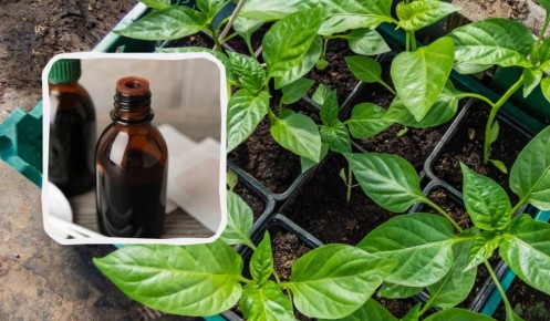 Уникальный способ подкормки рассады: как йод может изменить ваш урожай