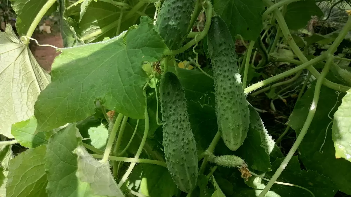 Секреты успешного выращивания огурцов: как выбрать лучшие семена и получить щедрый урожай