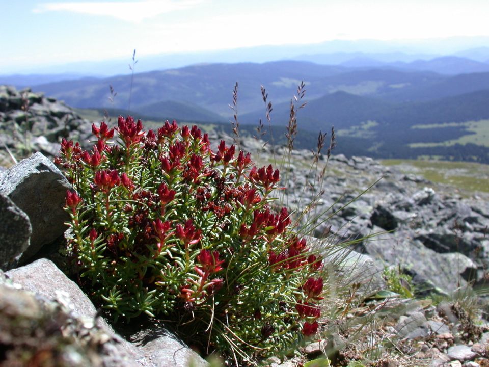 ������� ������: ��� ������� ����������� ������������ � ���������� �������� ��������