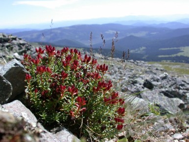 ������� ������: ��� ������� ����������� ������������ � ���������� �������� ��������