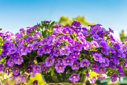 Как продлить цветение петуний до глубокой осени: советы по уходу