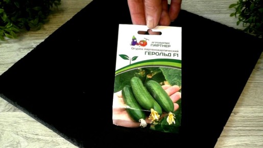 ������ ������ �� �����������: ��� ��������� ������ � �������� ��������