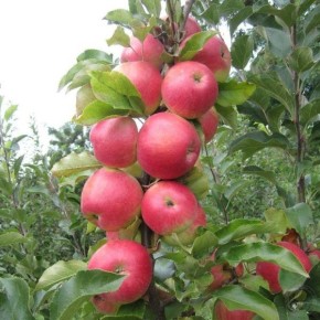 Яблоня Лодель: зимний сорт с десертным вкусом и невероятной устойчивостью