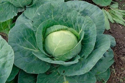 ������� �������: ������� ��������� ����������� � ��������������� ��������