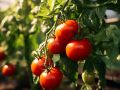 Тайны быстрорастущих томатов
