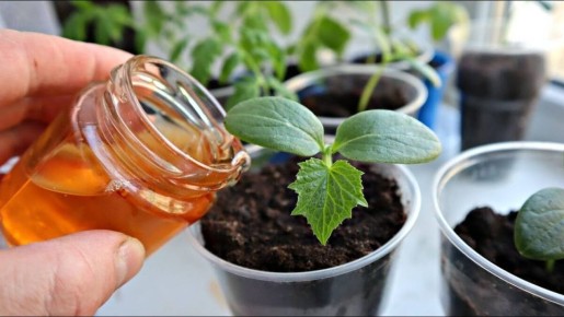 ��� ����� �������� �������� ��������� ������� �������