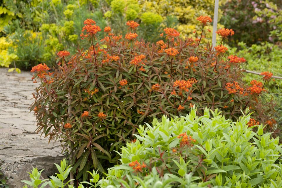 ������ � �����������: ����� ������� ���������� ������