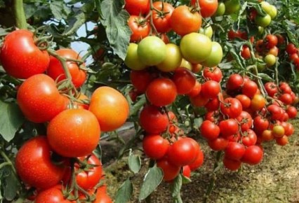 ���-3 ��������� ����� ��������� ��� ��������� �����������