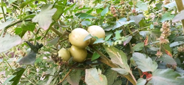 Три неожиданные причины, почему садоводы отказываются от популярных удобрений